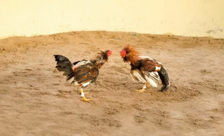 WhatsApp Image 2025-01-14 at 11.00.07