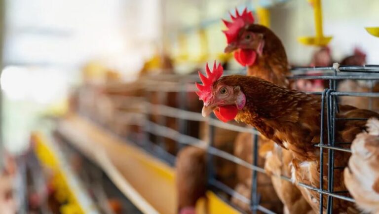 WhatsApp Image 2025-04-05 at 11.47.13