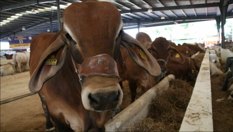 WhatsApp Image 2025-05-13 at 08.47.20