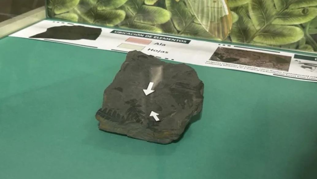 WhatsApp Image 2025-05-19 at 09.45.54