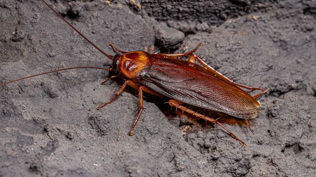 WhatsApp Image 2025-05-24 at 09.55.56