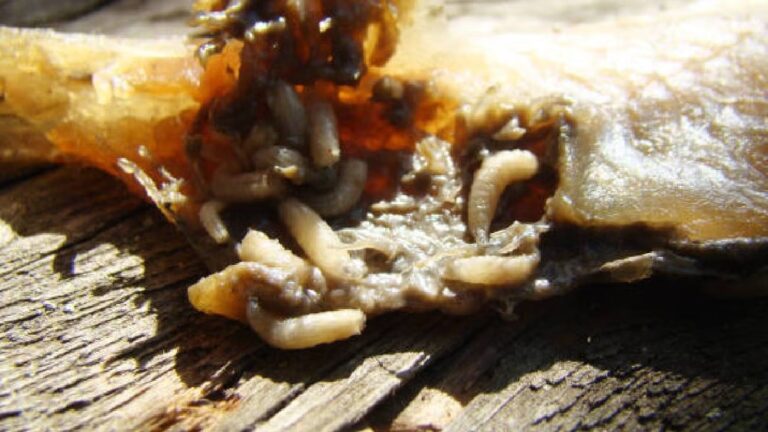 WhatsApp Image 2025-08-25 at 08.25.16